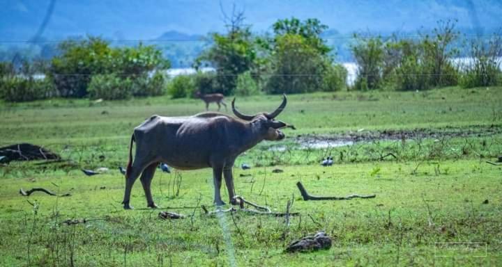 White Rose Safari Home Stay Удавалаве Экстерьер фото